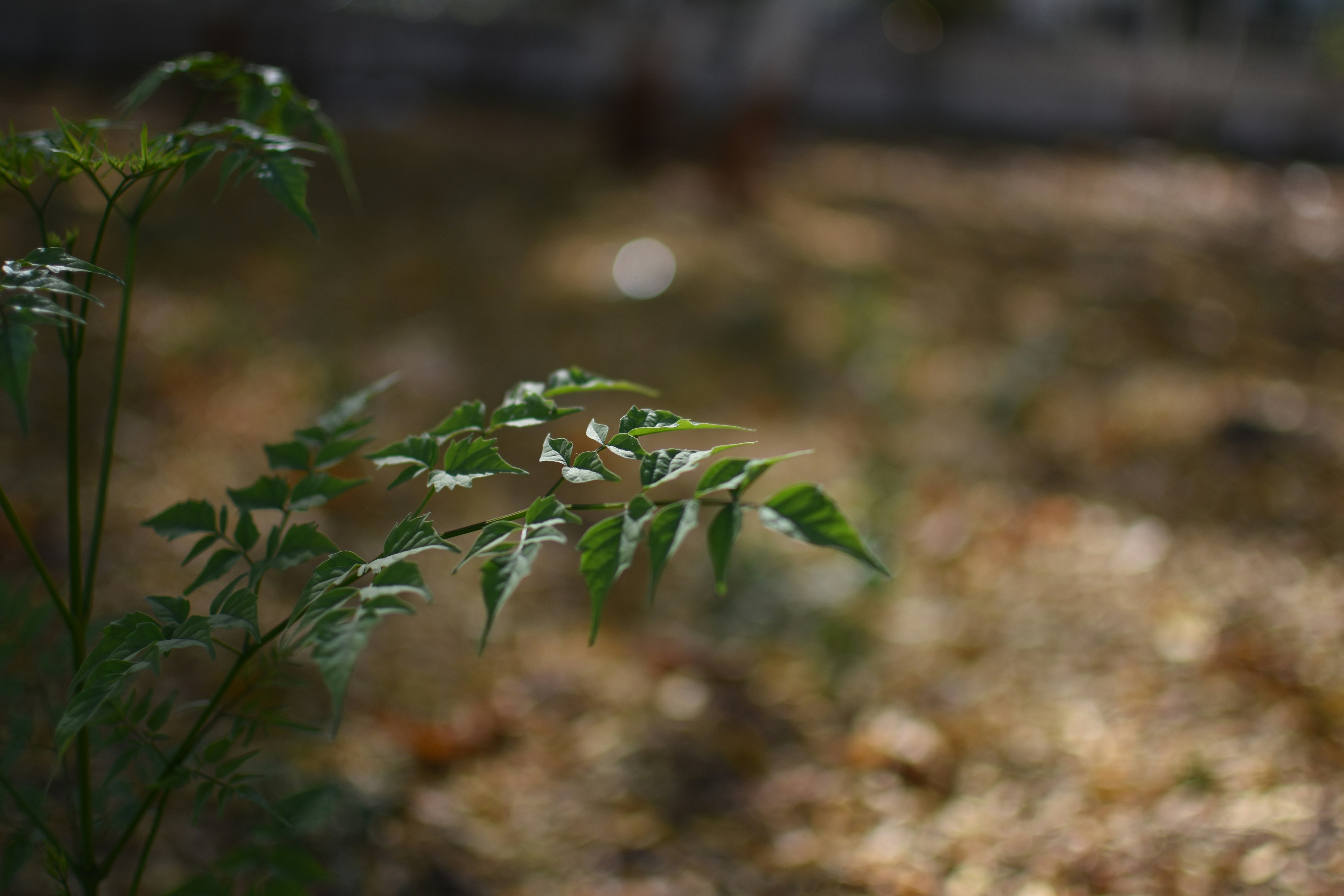 Photo by karmishth