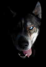 a close up of a dog with its mouth open