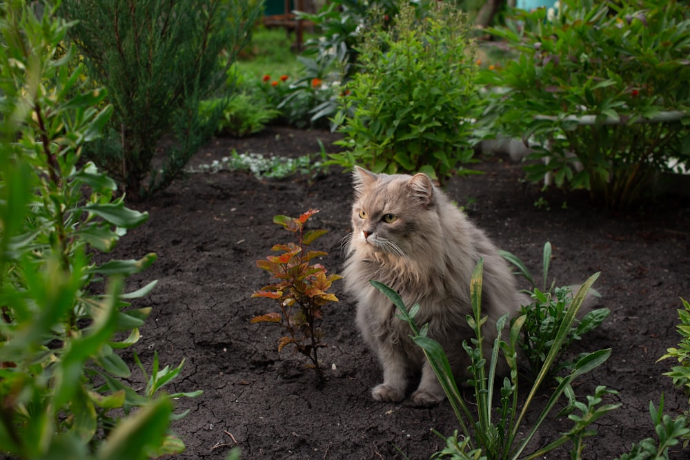 un gatto in piedi in un giardino che guarda la telecamera