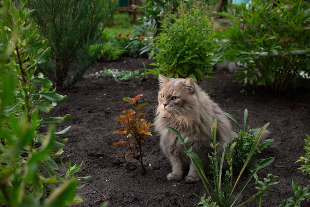 a cat standing in a garden looking at the camera