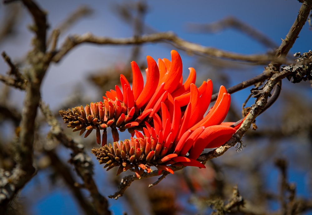 a close up of a flower on a tree