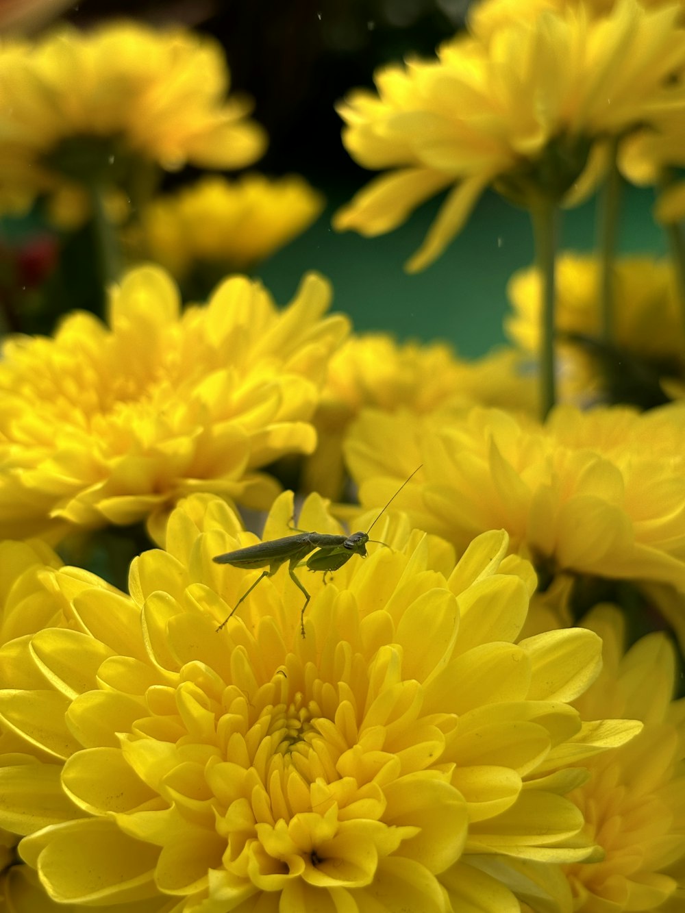 a bug is sitting on a yellow flower