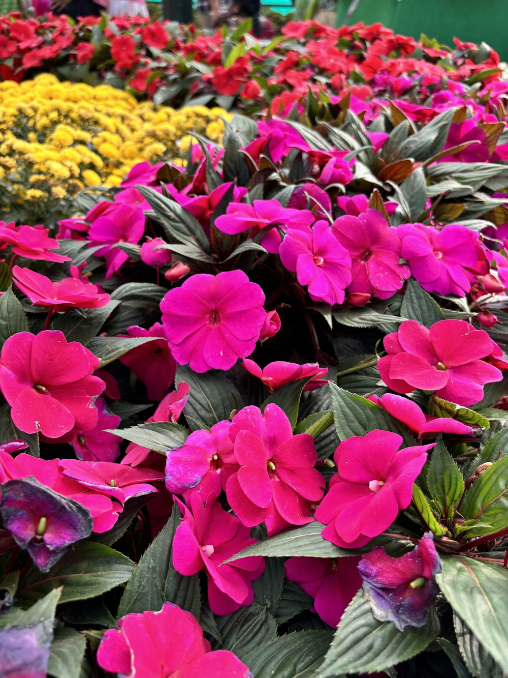 a bunch of flowers that are in a field