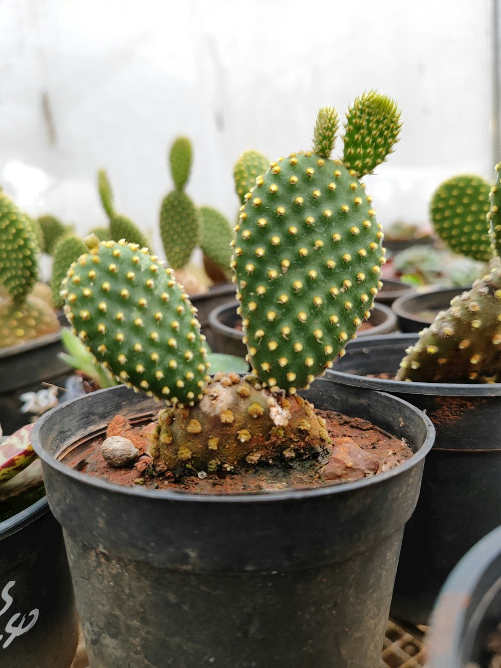 a cactus in a pot in a greenhouse