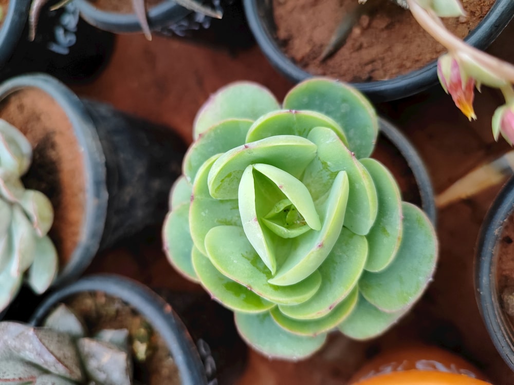 a close up of a green plant in a pot