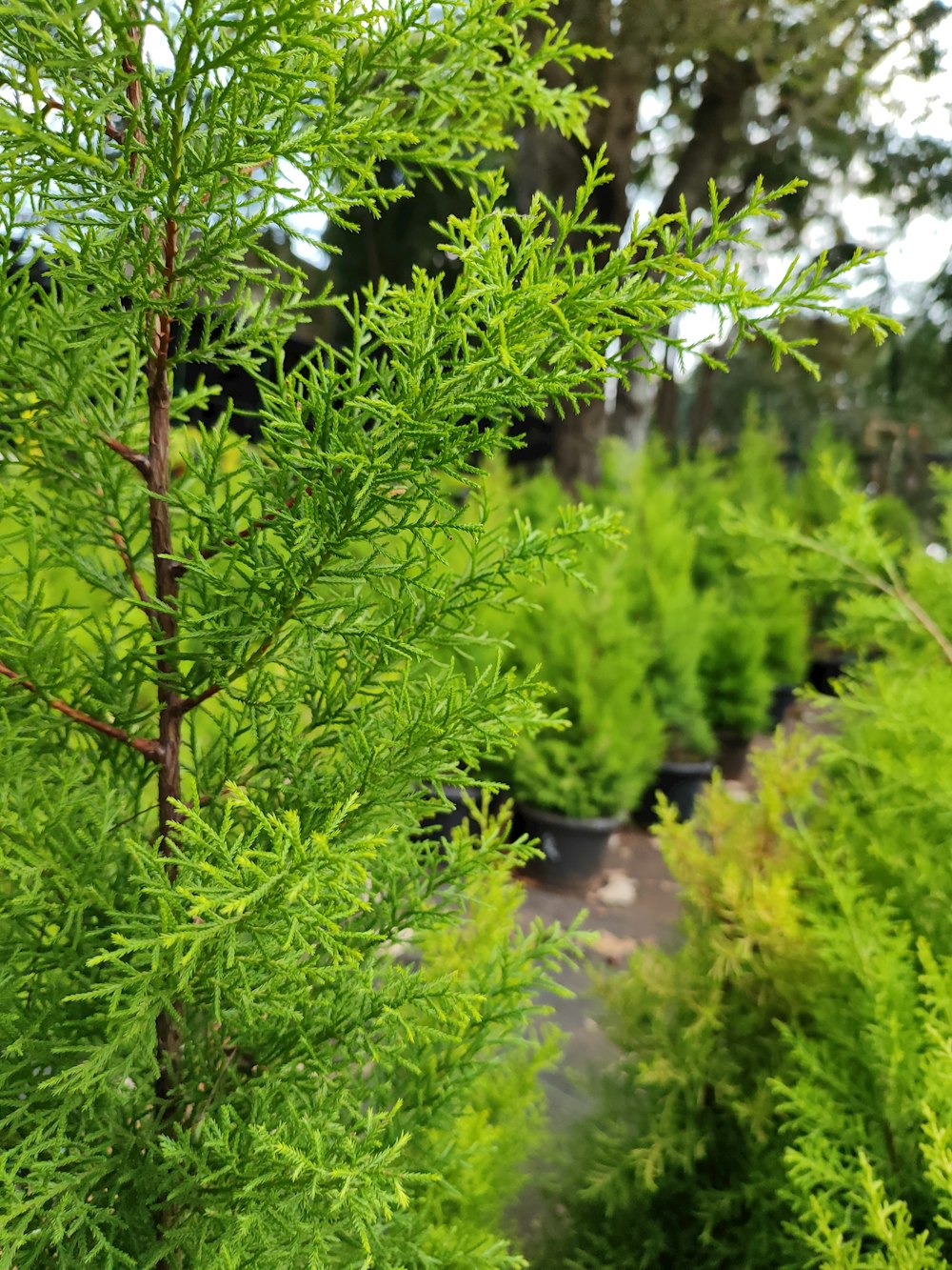 un montón de plantas que están en un campo