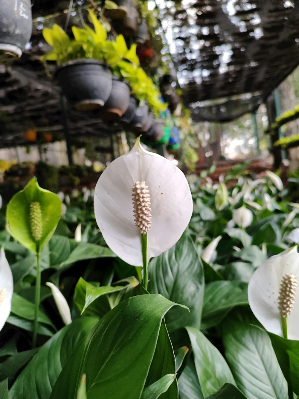 a group of white flowers in a greenhouse