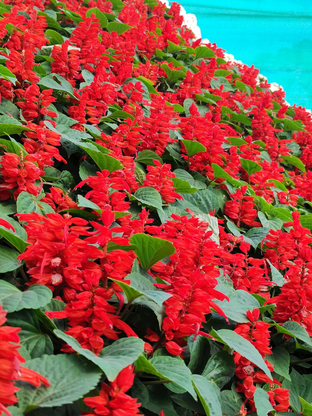 a bunch of red flowers that are next to a pool