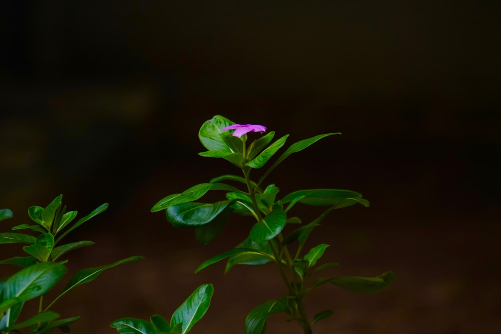 a small purple flower sitting on top of a green plant