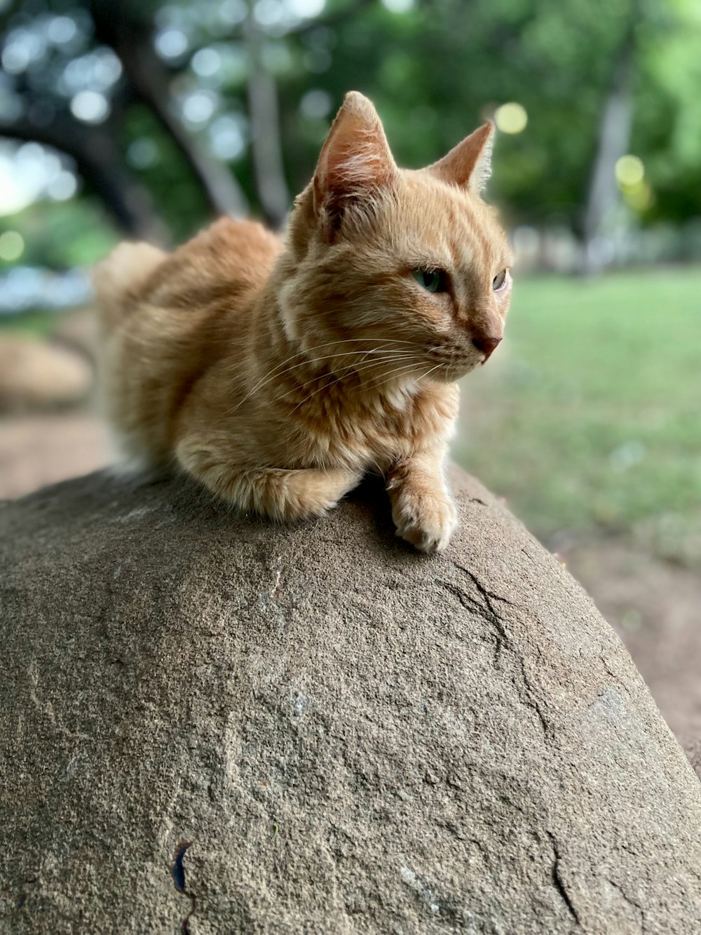 an orange cat sitting on top of a rock