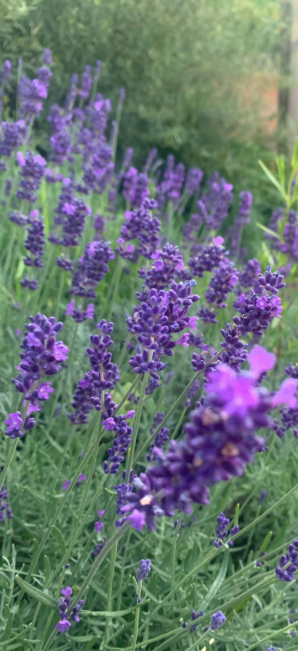 a bunch of purple flowers that are in the grass