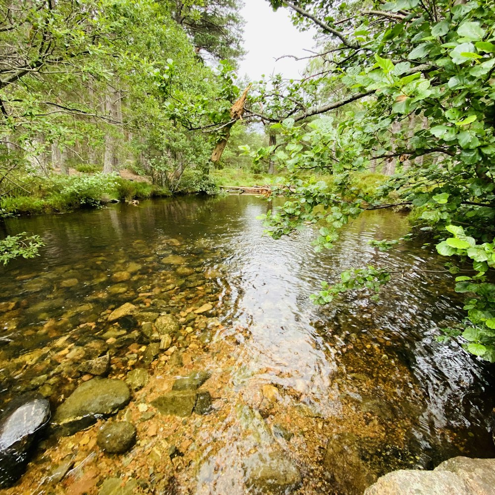 a river running through a lush green forest