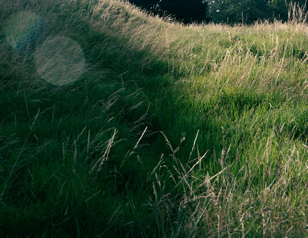 a grassy field with trees in the background