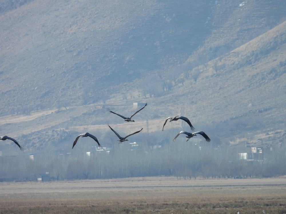 a flock of birds flying over a dry grass field