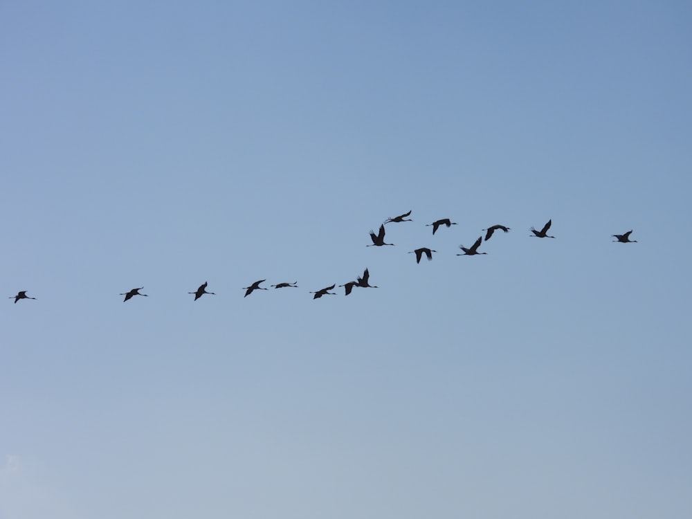 a flock of birds flying through a blue sky