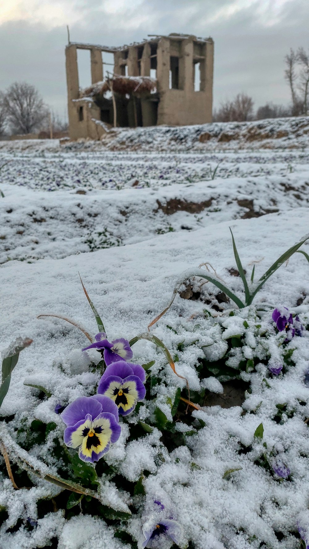 a bunch of flowers that are in the snow