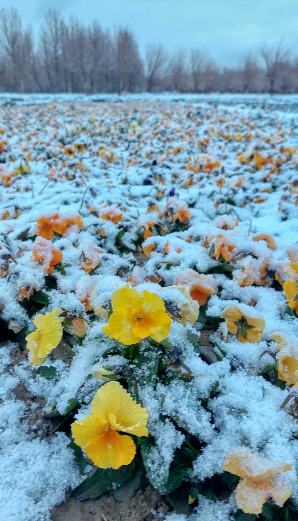 a field covered in snow with yellow flowers