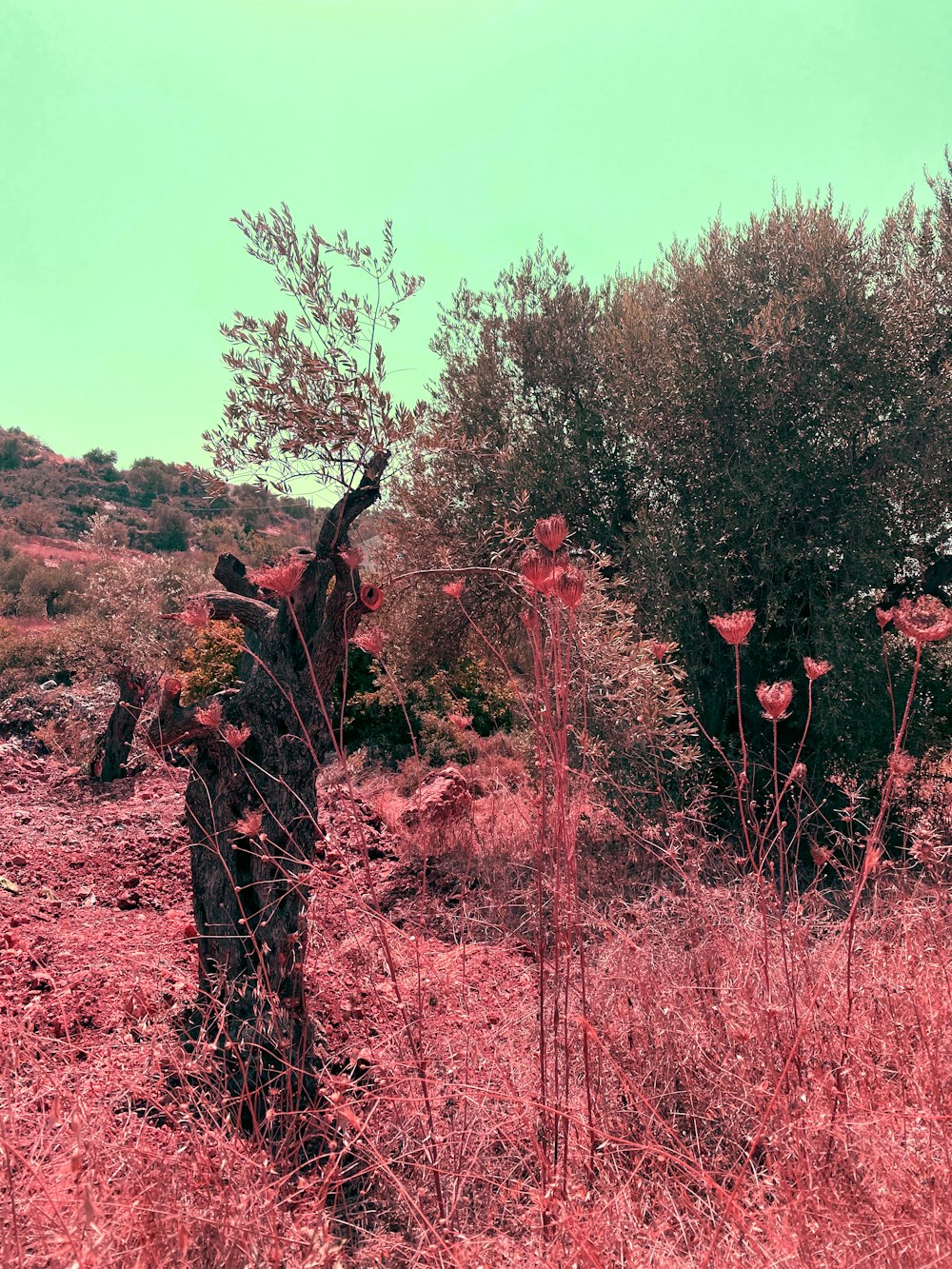 a person standing in a field with a tree in the background