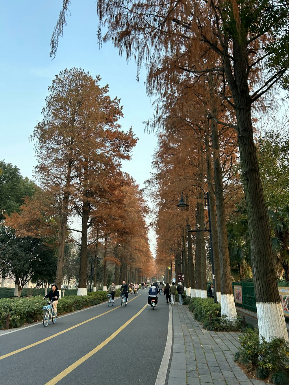 a group of people riding bikes down a tree lined street