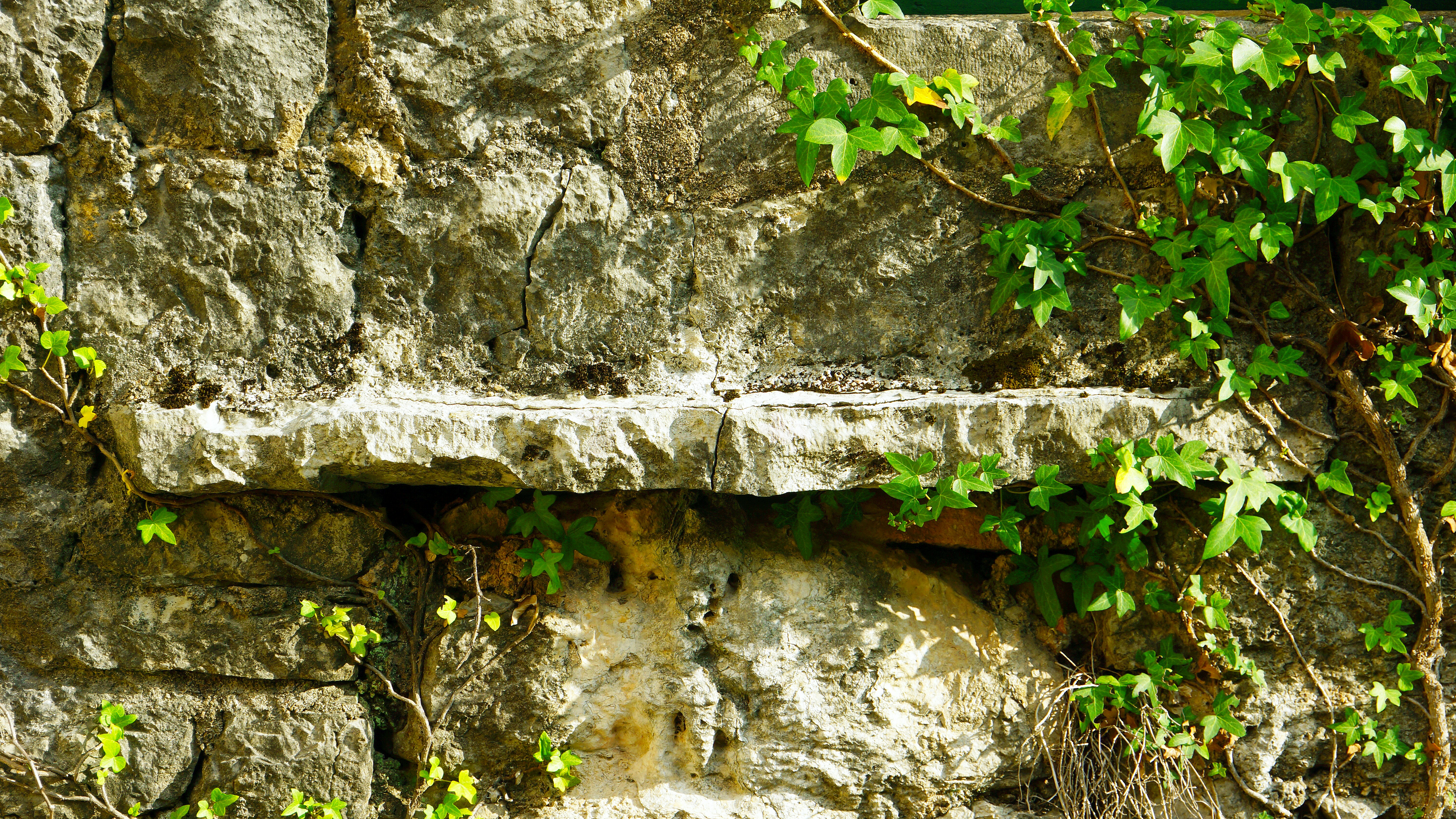 a stone wall with vines growing on it