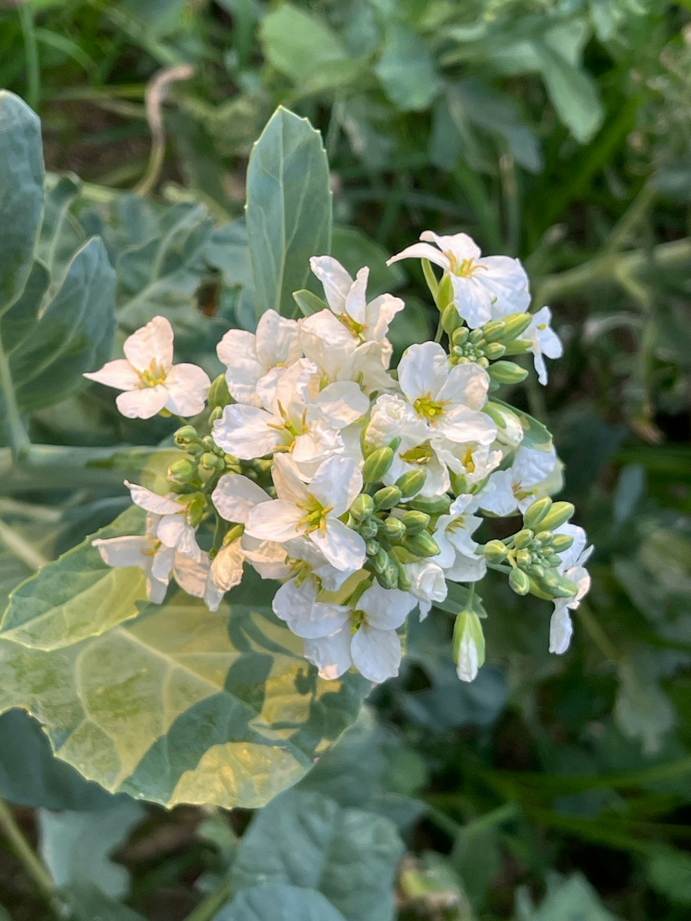 a cluster of white flowers with green leaves
