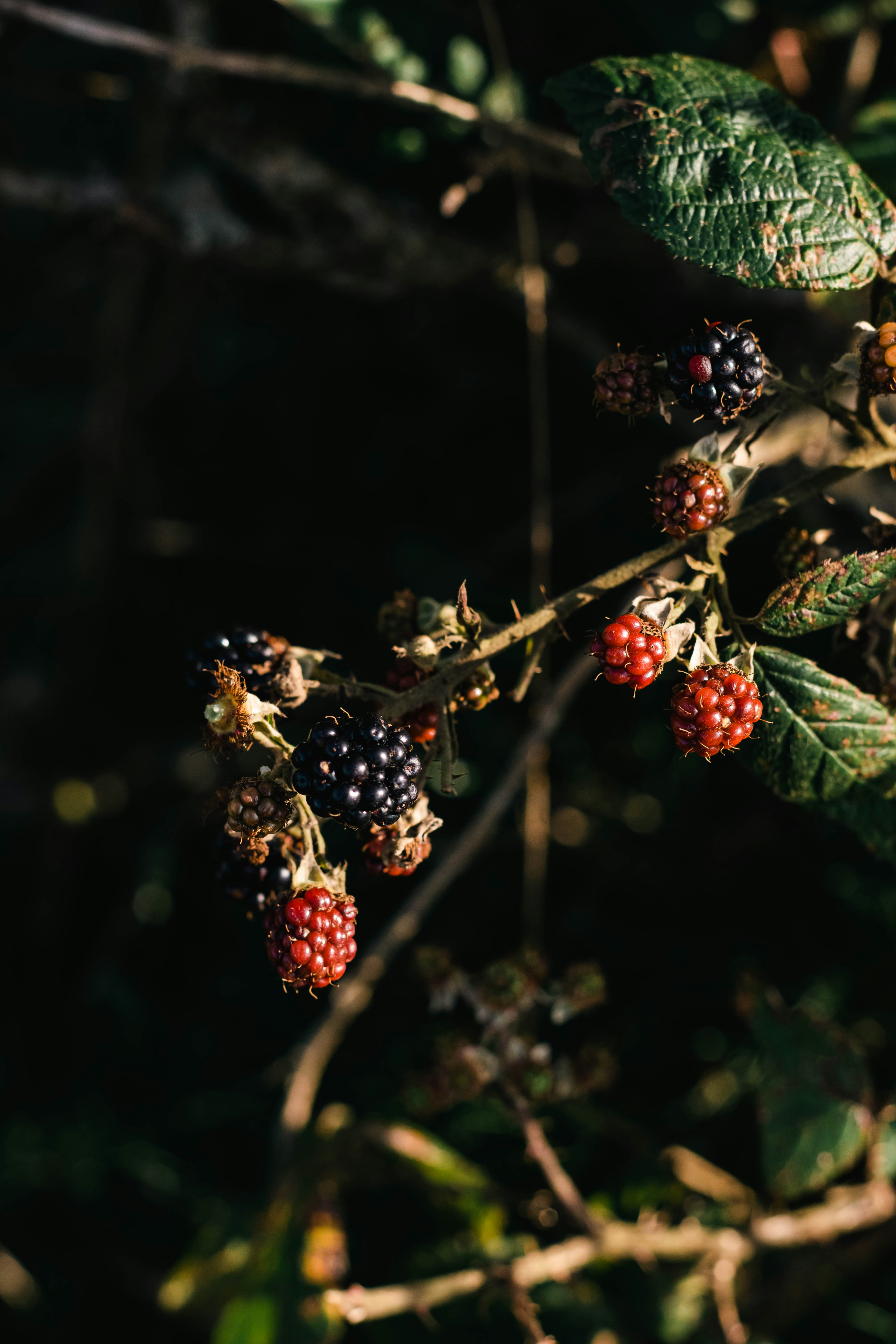 a bunch of berries hanging from a tree branch