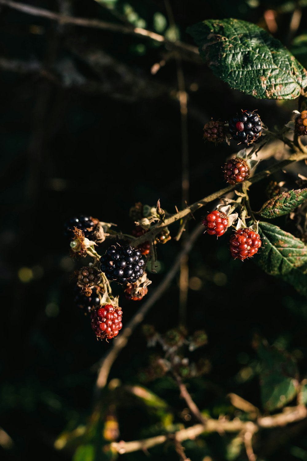 a bunch of berries hanging from a tree branch