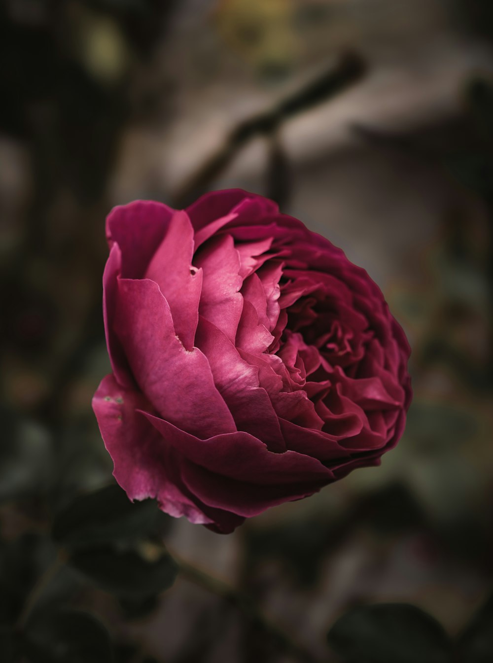 a pink flower with green leaves in the background