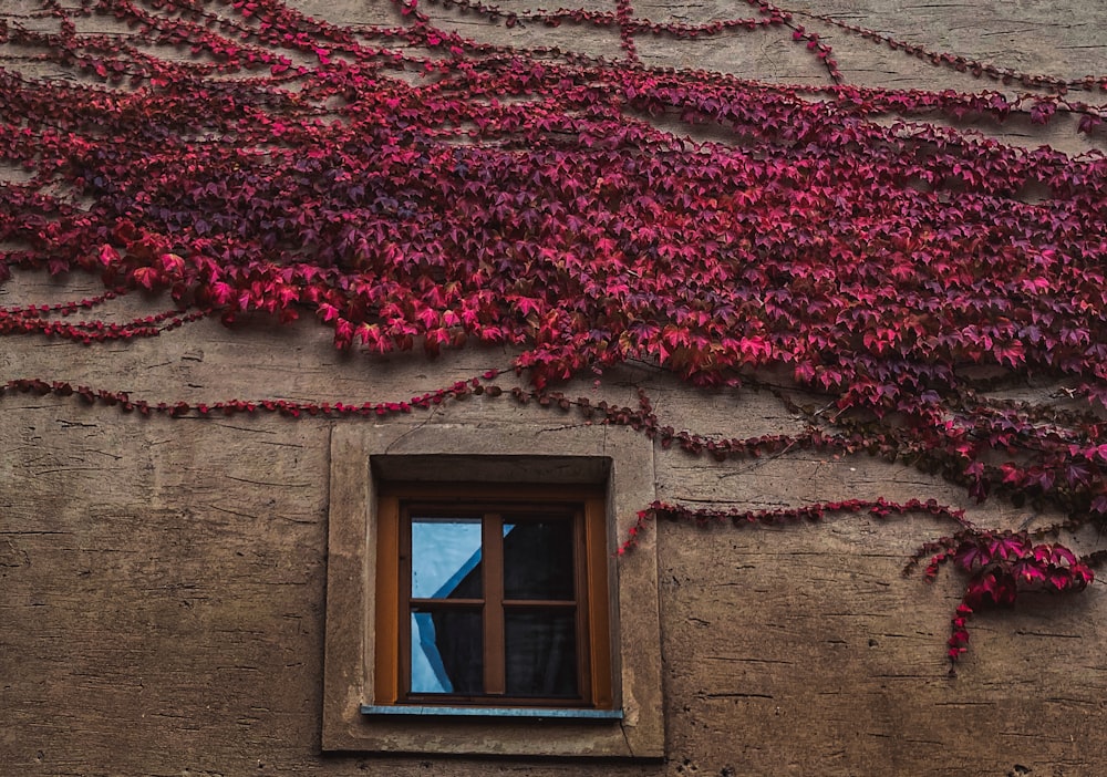 a window with vines growing on the side of a building