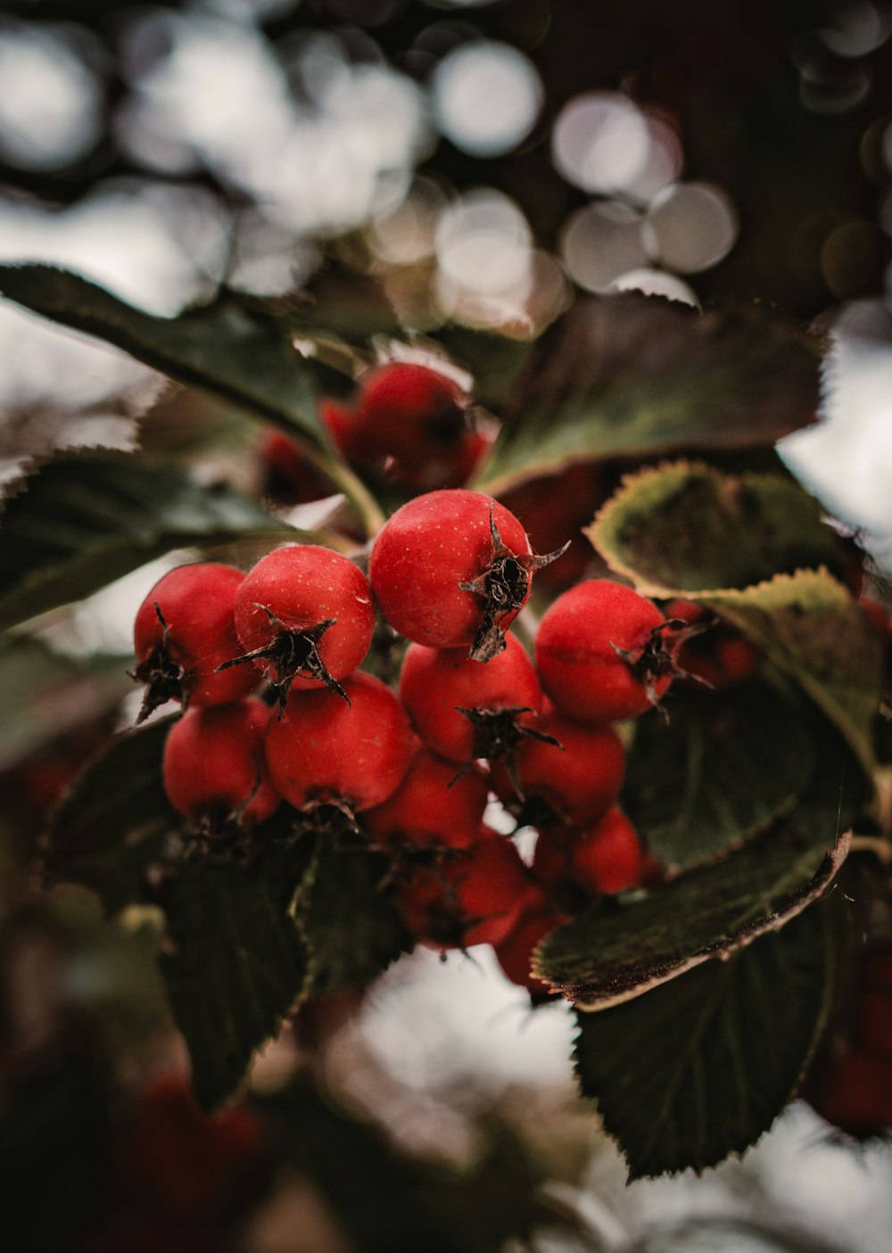 a close up of a bunch of berries on a tree