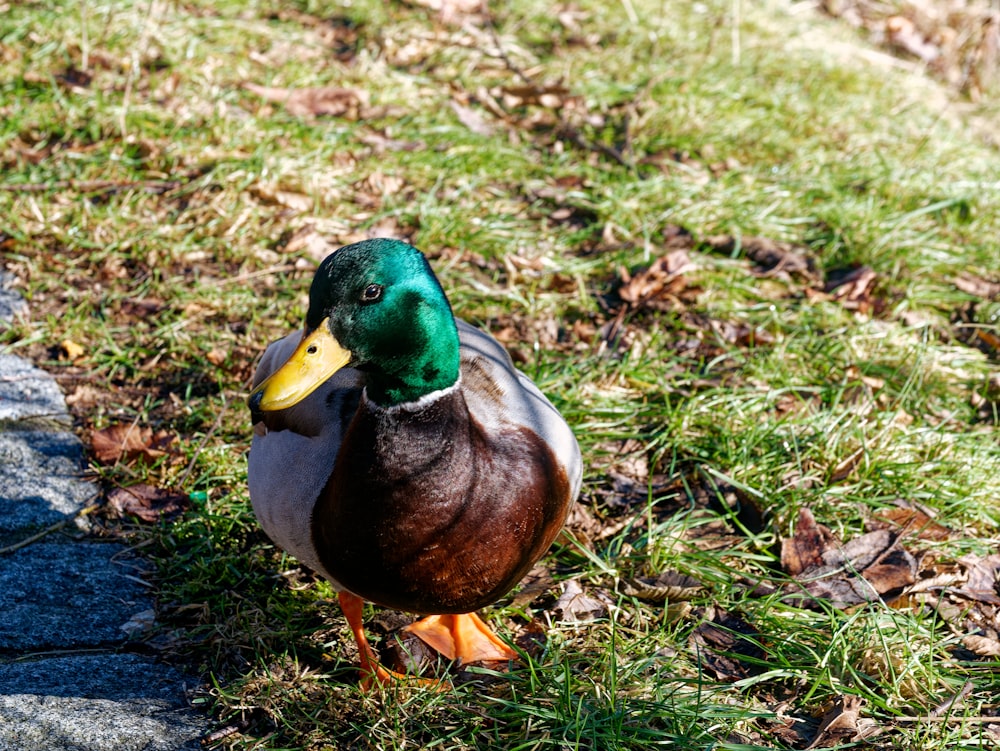 a duck standing in the grass next to a sidewalk