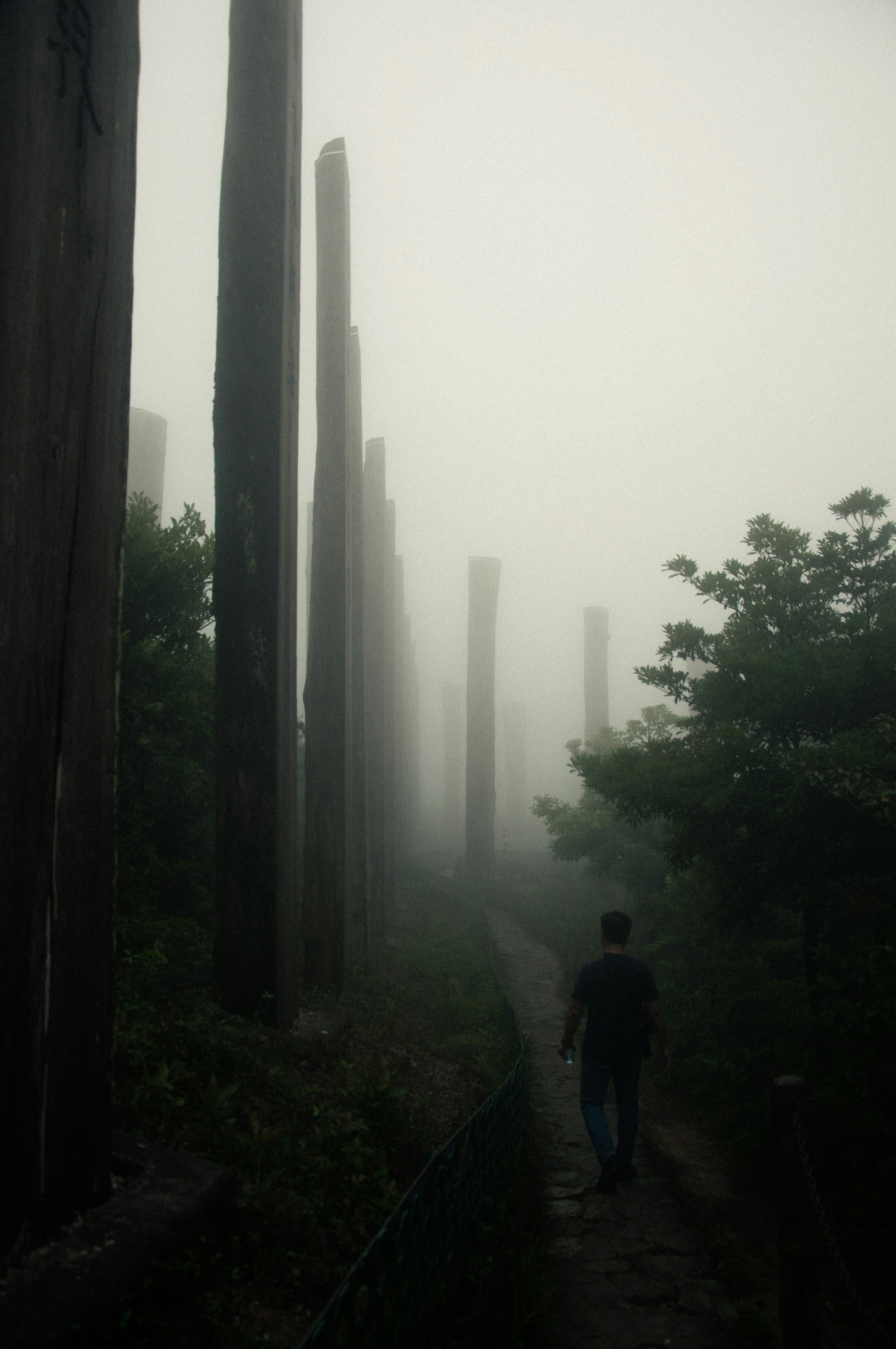 A person walking down a path in the fog photo – Free Forest Image on ...