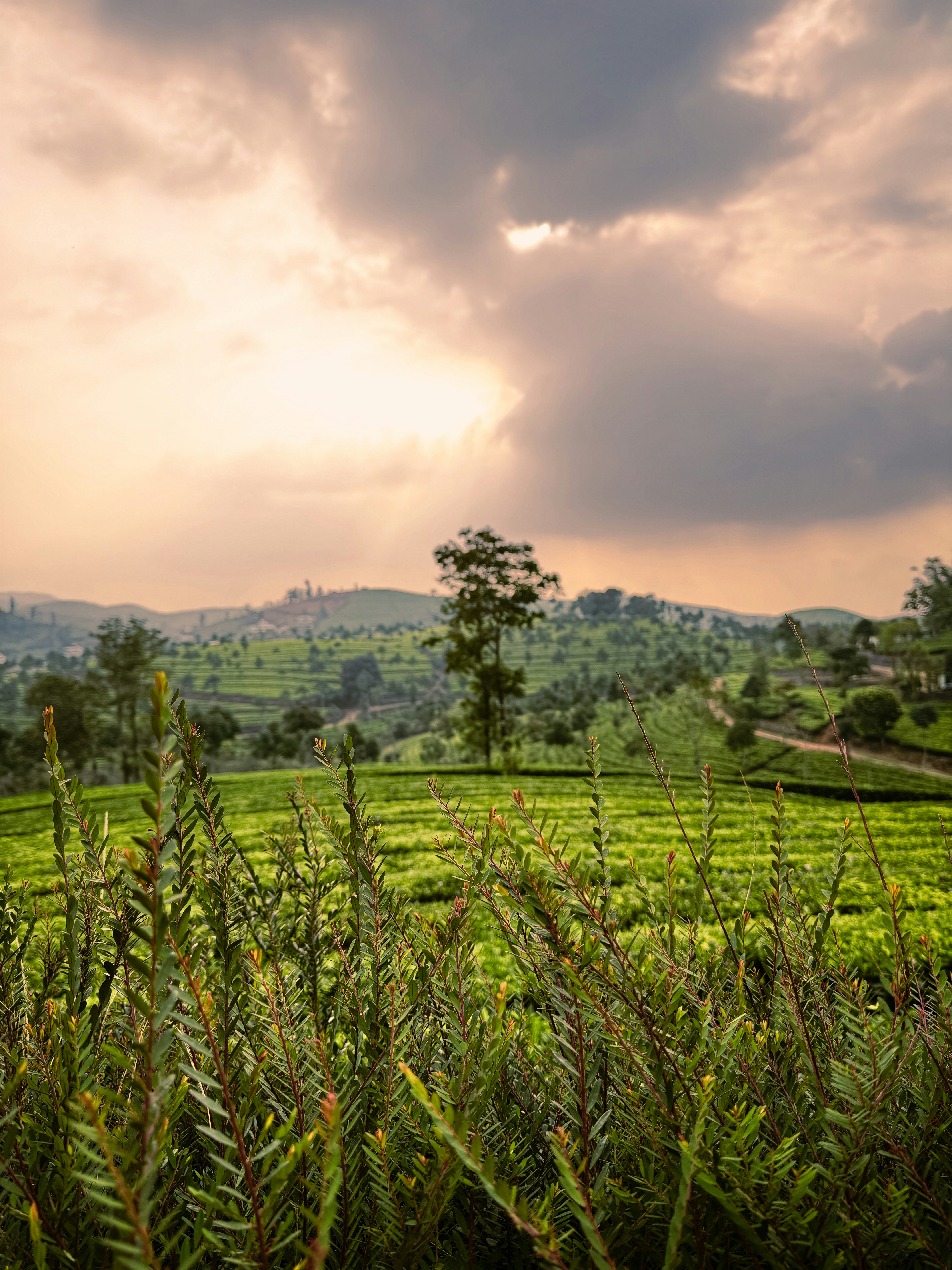a lush green field with trees in the background