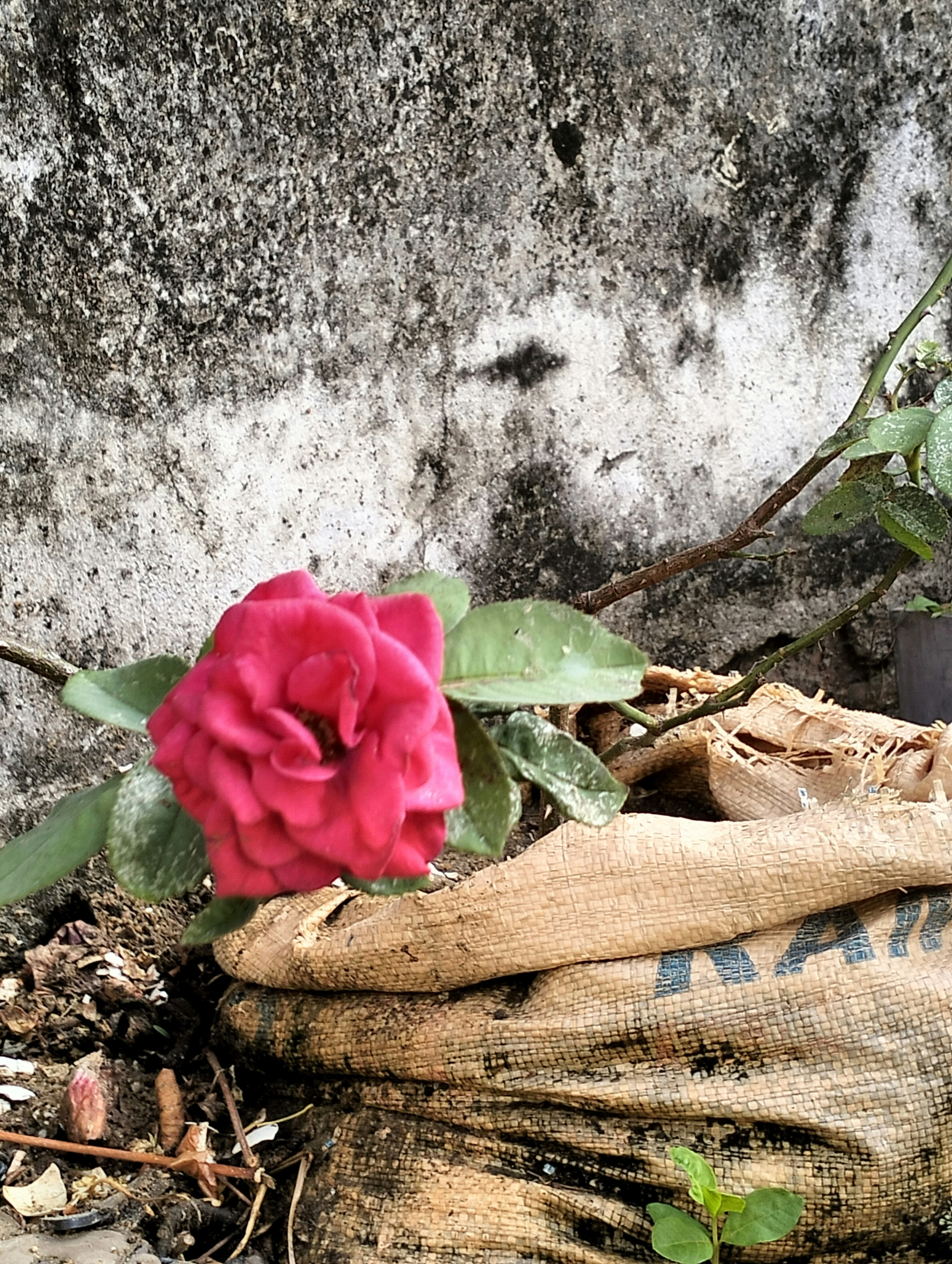 mawar merah duduk di atas karung