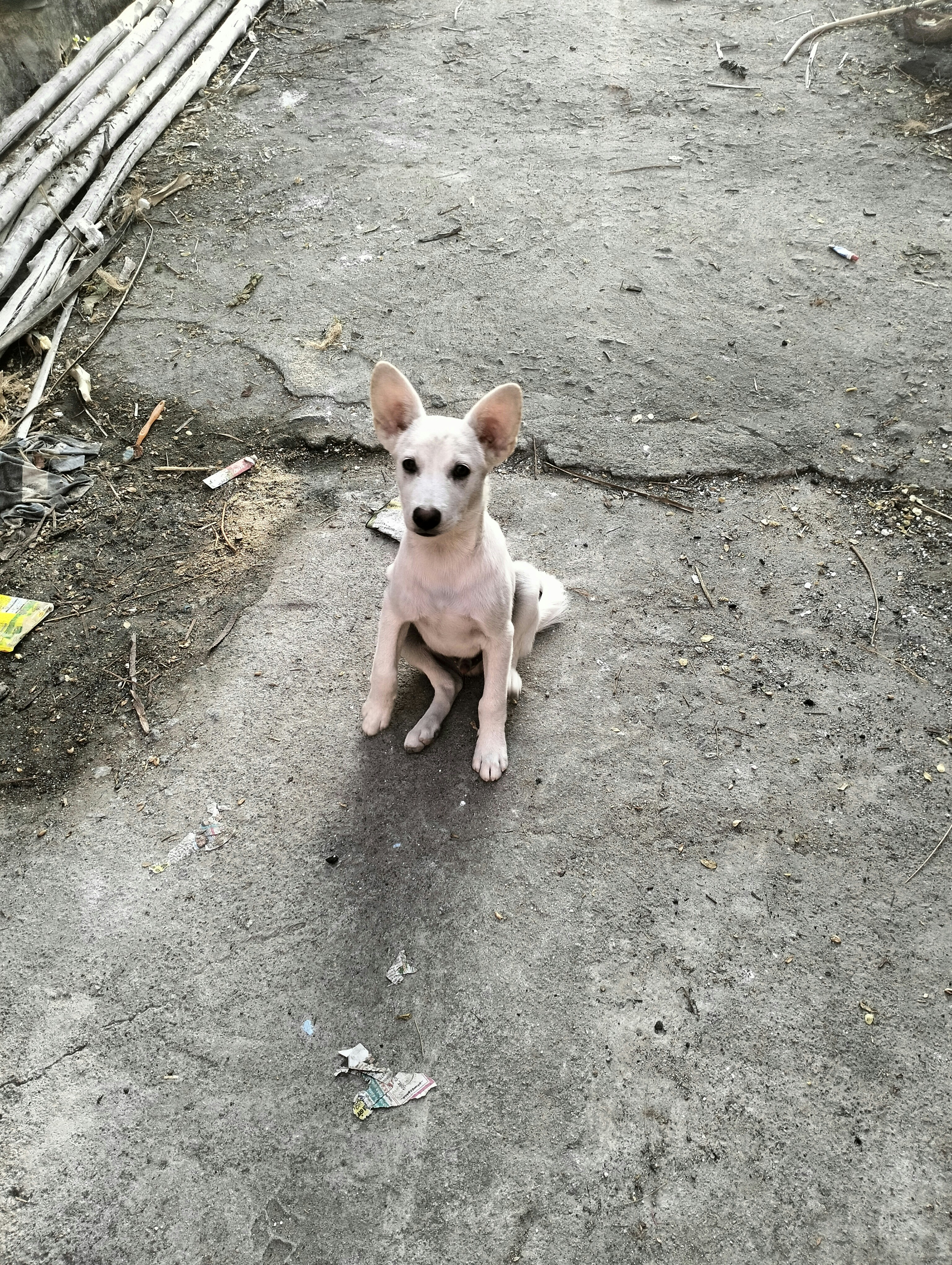 a small white dog sitting on top of a dirt road
