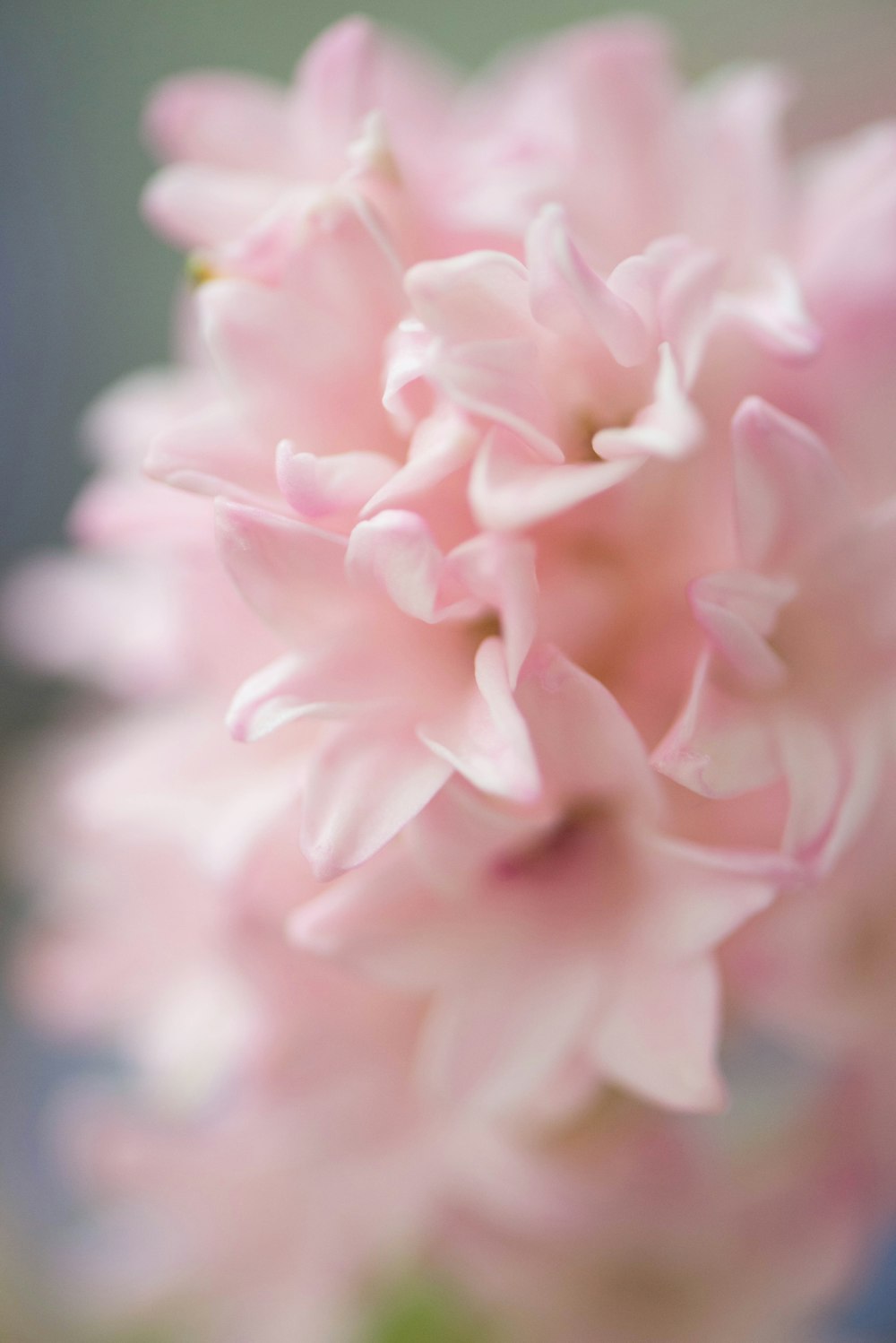 a close up of a pink flower with a blurry background