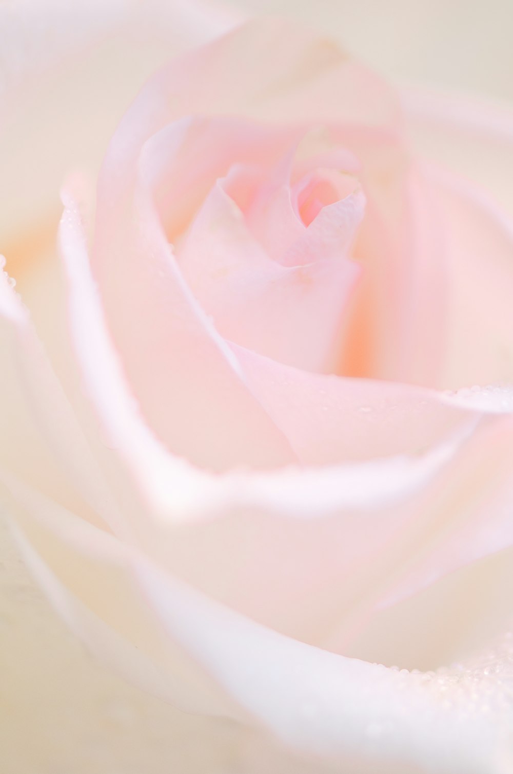 a close up of a pink rose with water droplets