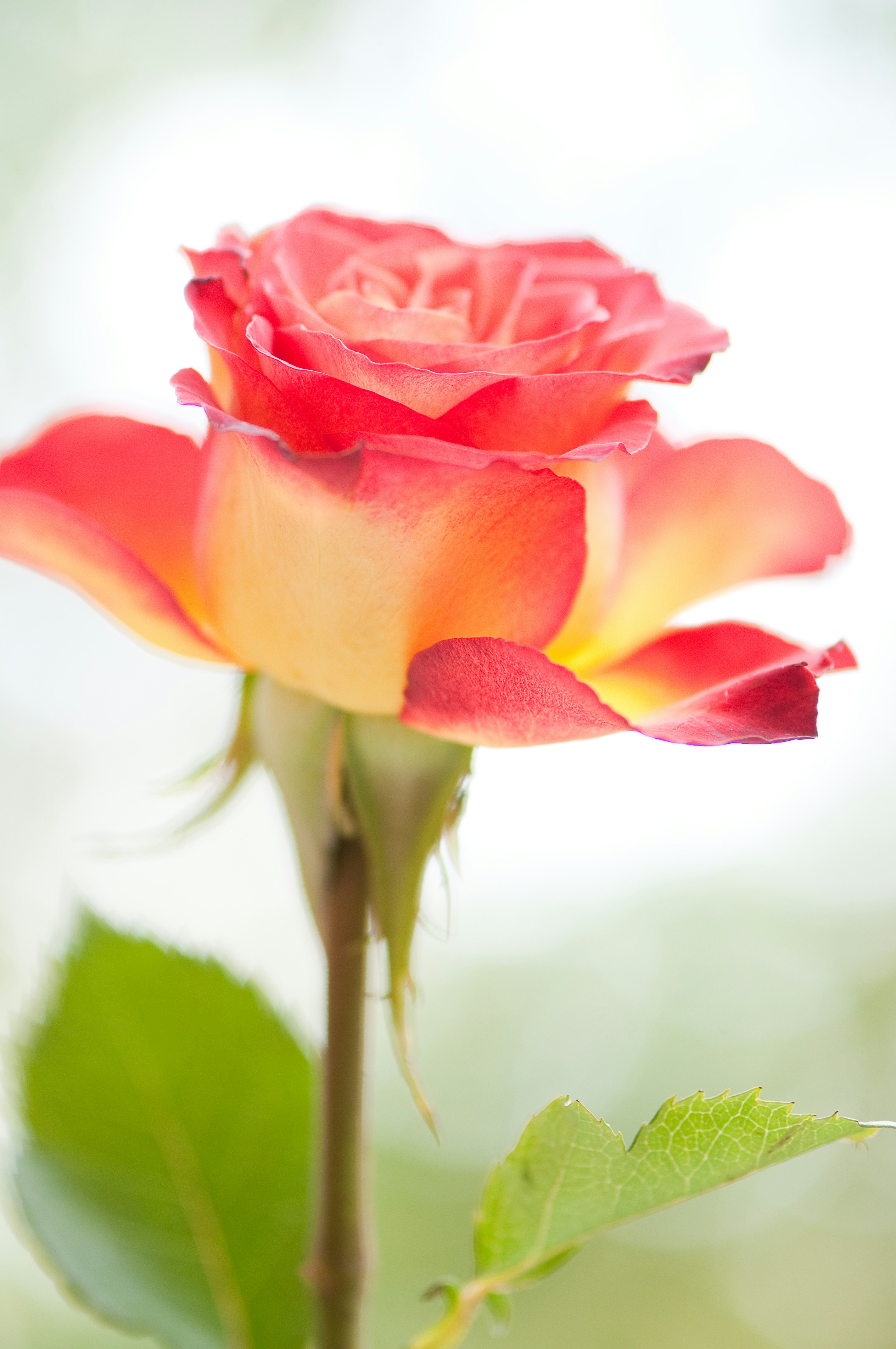 wedding pastel floral, wallpaper, Wedding Program Content: Planning Your Perfect Guide 6