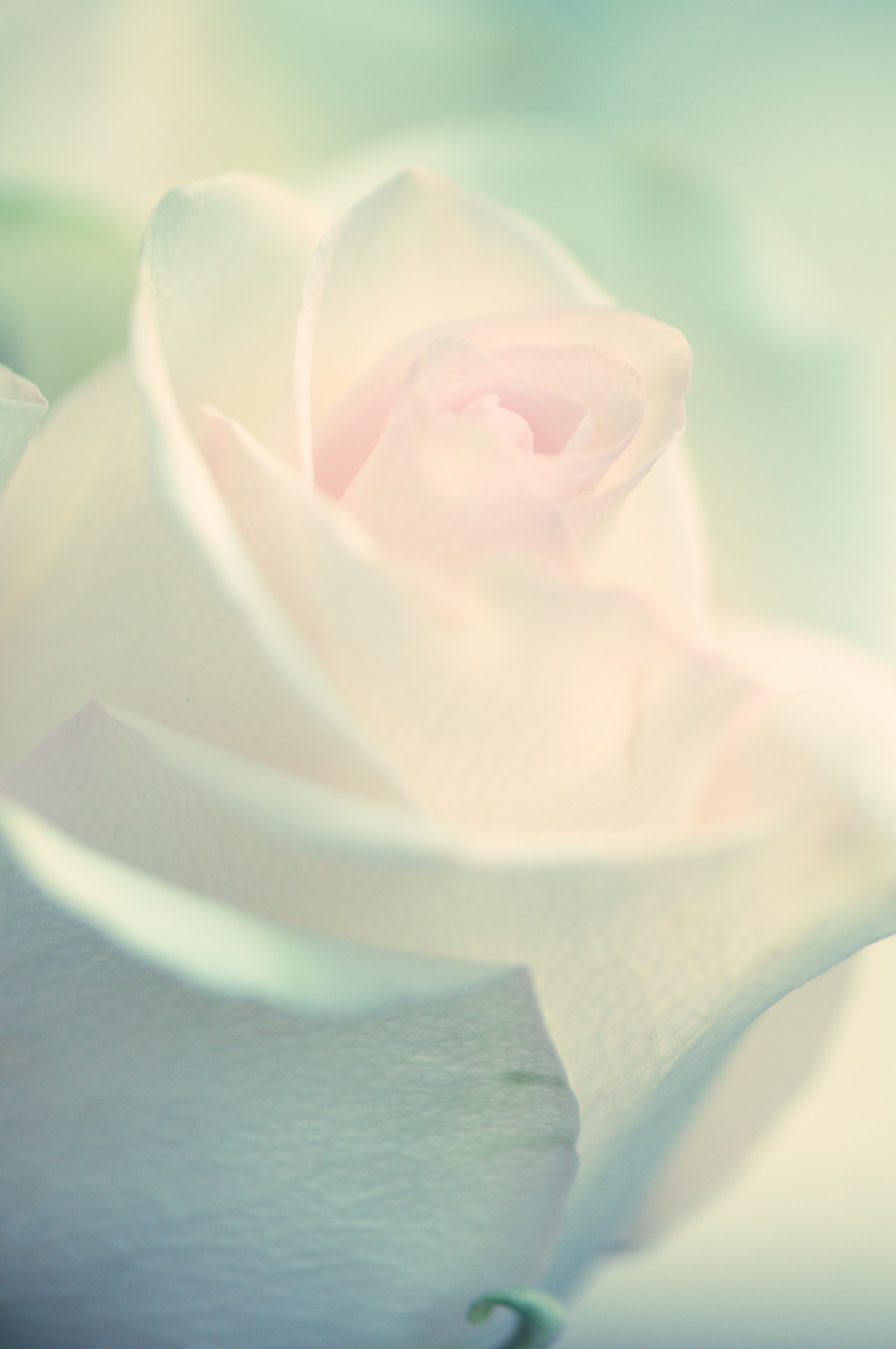 a close up of a white rose with a blurry background