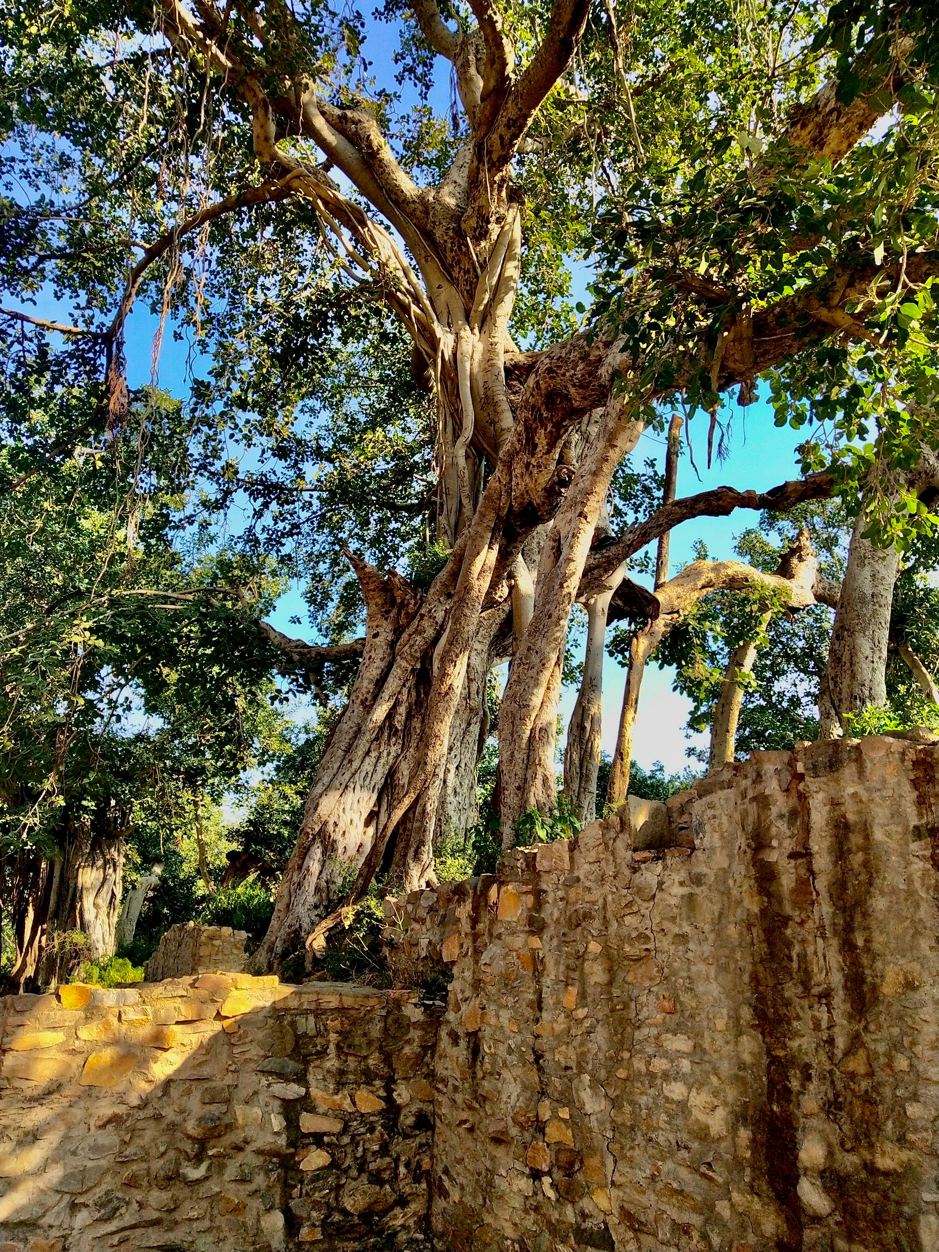 Photo by preetibgautam