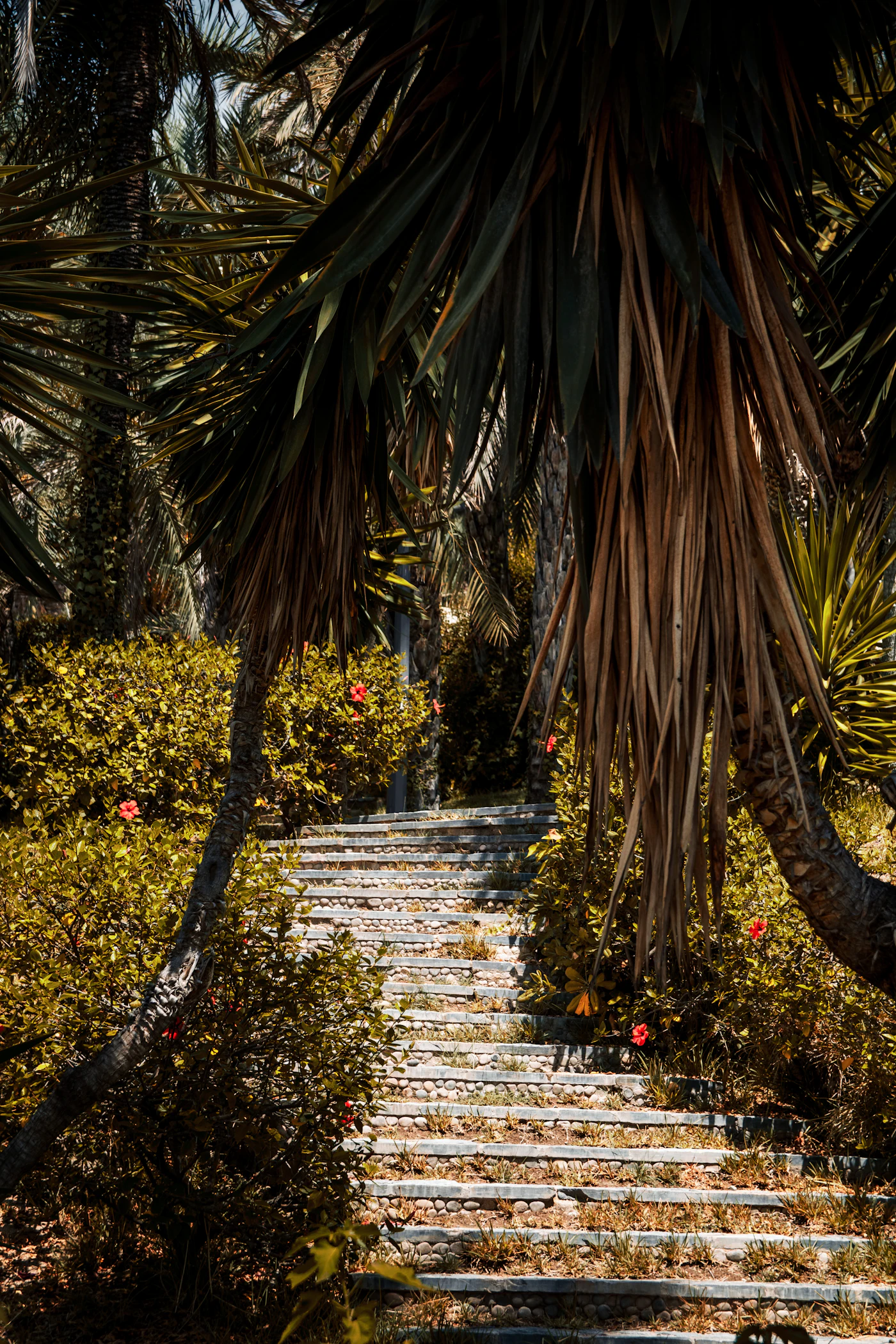 A stone path through a lush palm garden