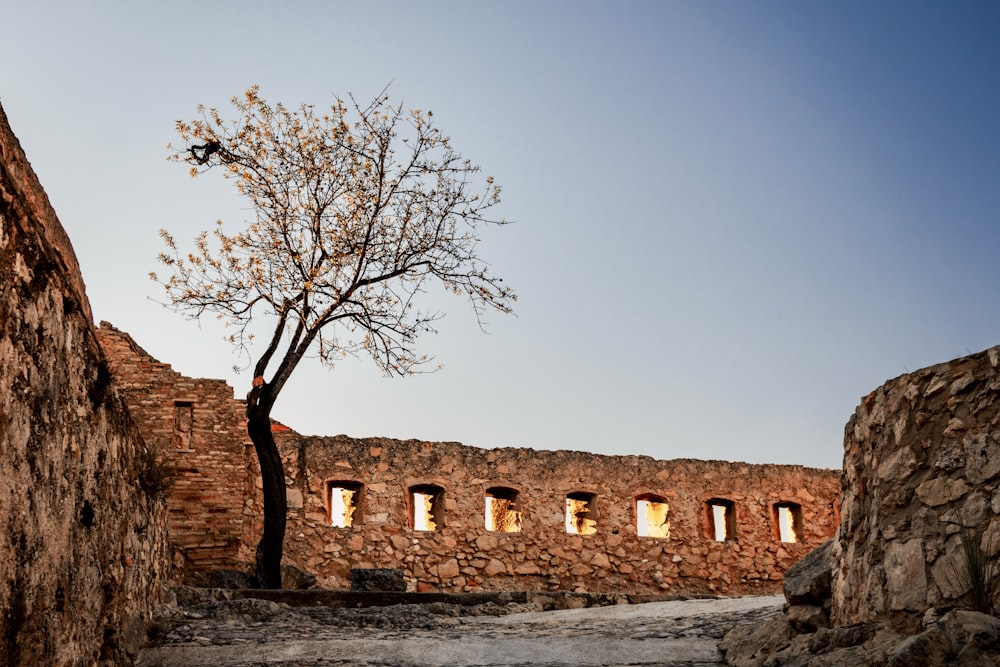 a lone tree in a stone walled area