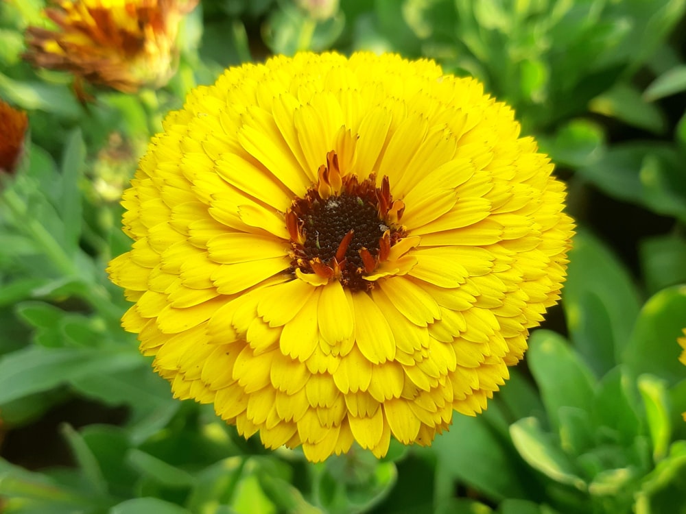 a close up of a yellow flower in a garden