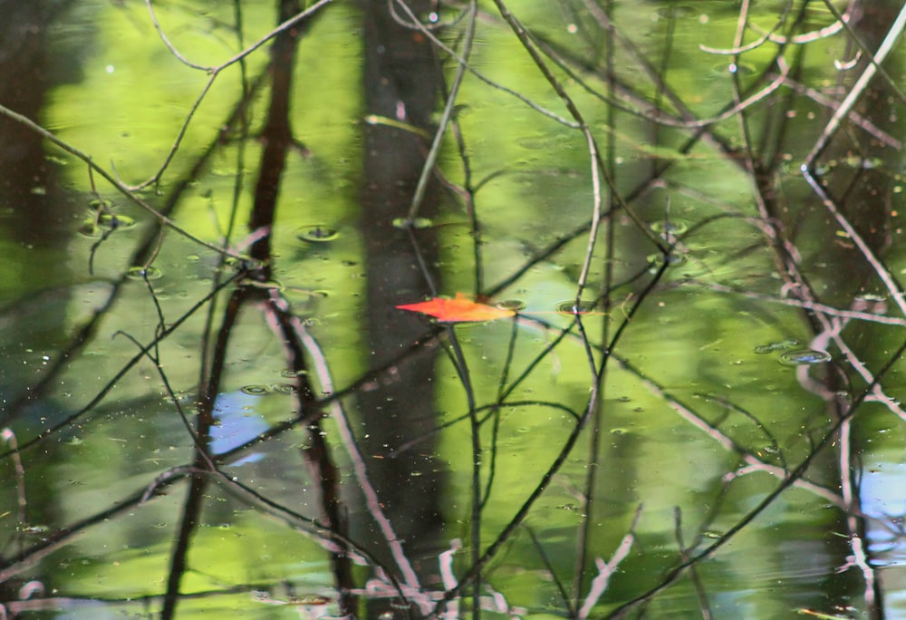 a red leaf floating on top of a body of water