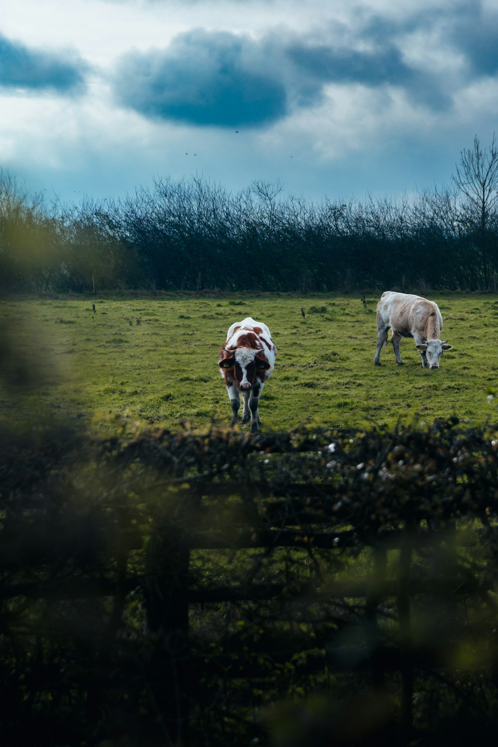 two cows grazing in a grassy field under a cloudy sky