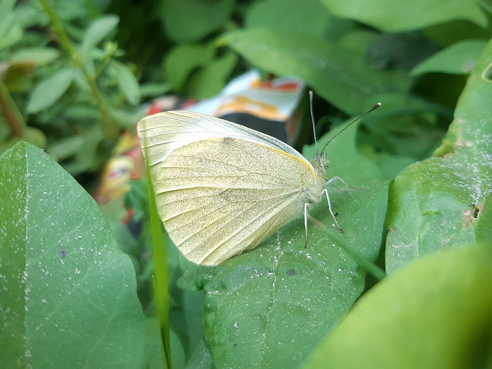 a white butterfly sitting on top of a green leaf