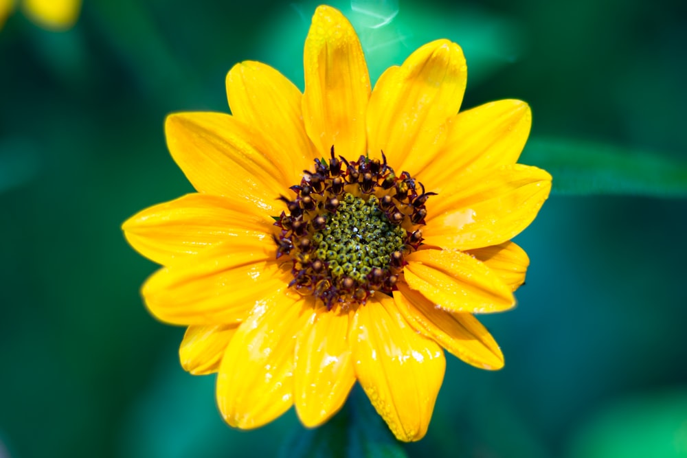 a yellow flower with green leaves in the background