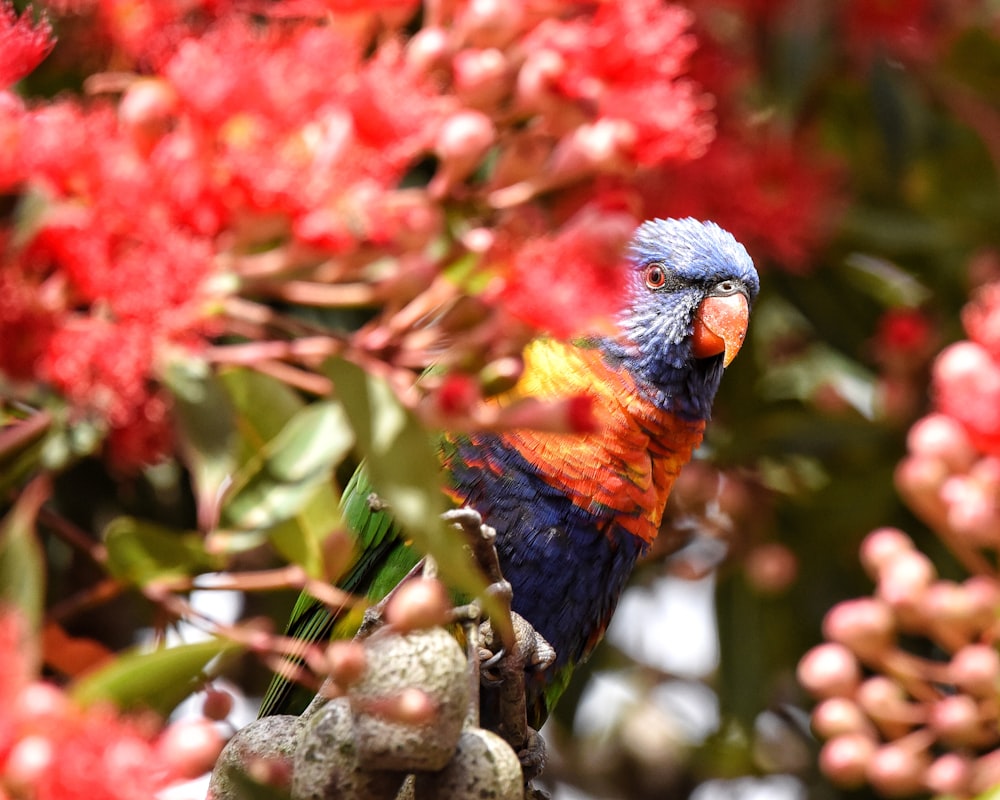 a colorful bird perched on top of a tree
