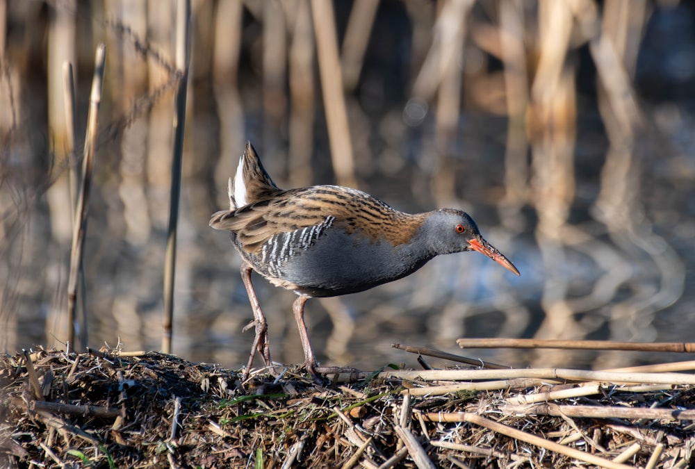 a bird standing on top of a pile of twigs