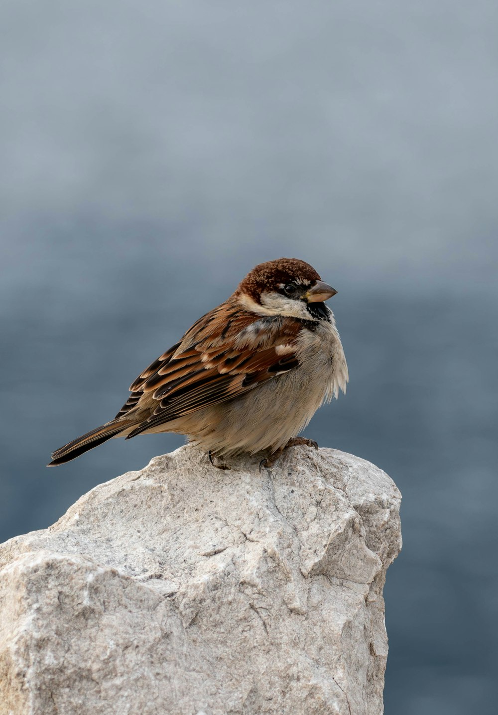 a small bird sitting on top of a rock